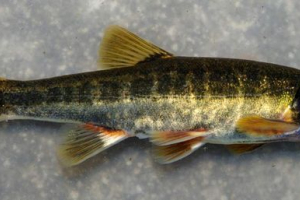 Голлі або стрілянина - риба з яскравим забарвленням Голлі або стрілянина - риба з яскравим забарвленням